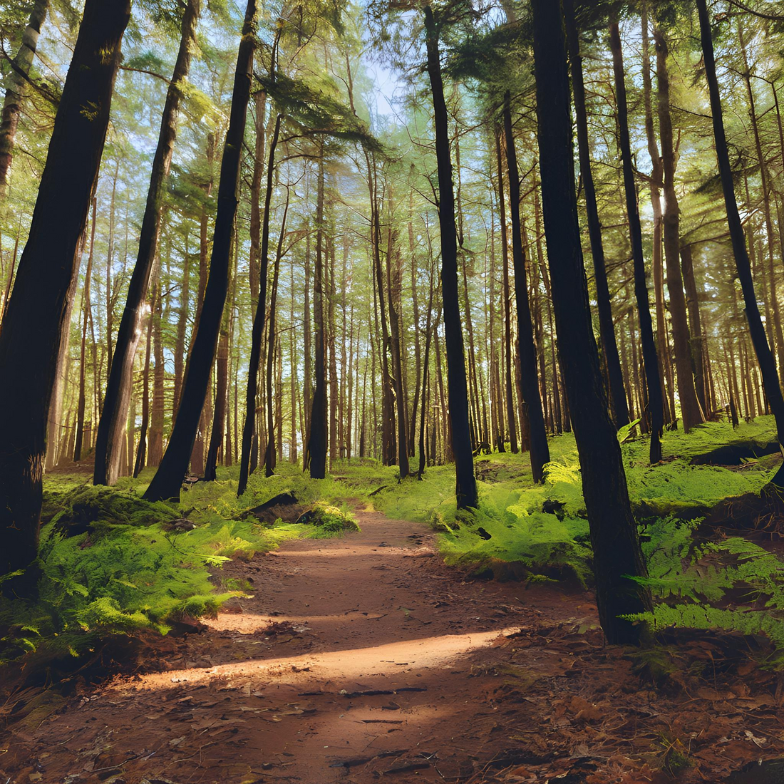 Walk in the Woods Diffusers &amp; Scent Oil